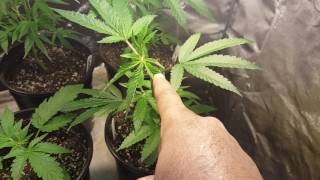 QUICK VEG UPDATE