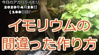 イモリウムの間違った作り方：イモリウムとイモリの飼育方法2020年