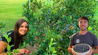 First Blueberry Harvest At Our New Home