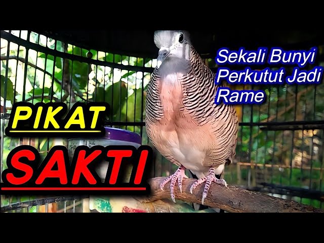 Perkutut Lokal SAKTI Sekali bunyi yang lain pada bunyi class=