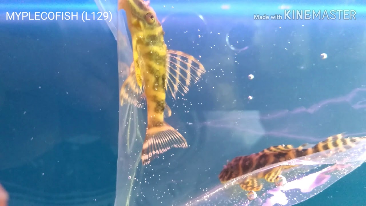 (L129) COLOMBIAN ZEBRA PLECO. - YouTube