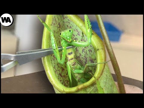 Esto Es Lo Que Pasa Si Una Mantis Se Coloca En Una Planta Carnívora