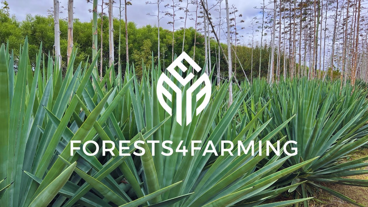 ENTREVISTA COM JURANDI DE OLIVEIRA, INSTRUTOR DA F4F PARA O SEMI-ÁRIDO.