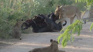 Lion pride having a snack on buffalo carcass close to Pretoruiskop