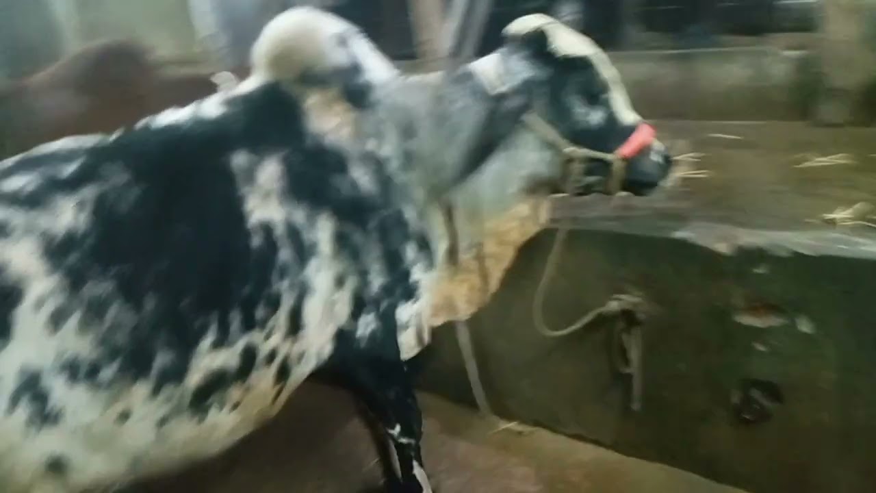 খামারে নতুন গরুর করনীয় বিষয়। 