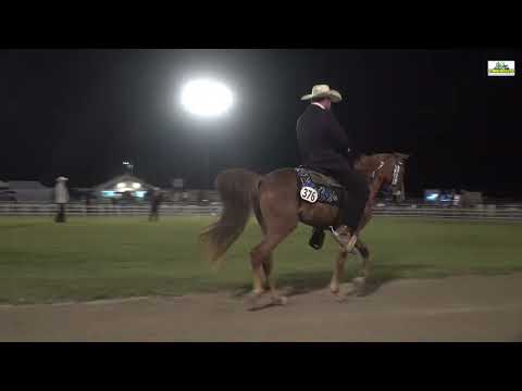 WC Open 3 Years stallions/geldings 2022 Missouri Foxtrotter Celebration