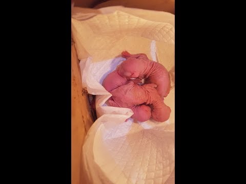 Mèo không lông đẻ con - Hanoi Pet Shop