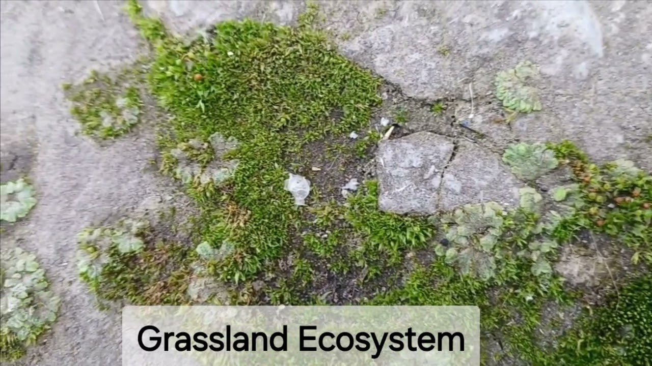 Ecosystem | grassland ecosystem | types of ecosystem | grassland