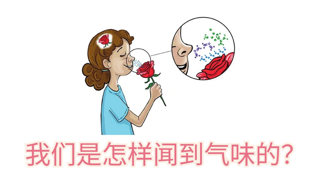 我们是怎样闻到气味的?我闻到的橙子气味一样吗?为什么气味能够唤起我们强烈的回忆? 追寻嗅觉的意义 - YouTube