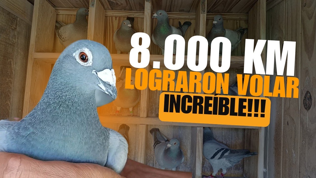 PALOMAS MENSAJERAS, 60 AÑOS CON EL! Carlos Alemano, un SEÑOR colombofilo! (parte 1)