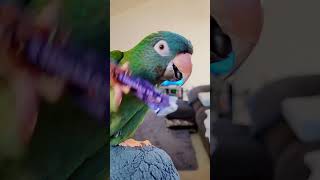 Download Lagu Twinkie Getting a Pin Feather 🪶 MP3