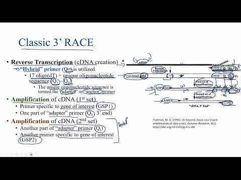 Classic Rapid Amplification of cDNA Ends (3', 5' RACE)