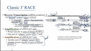 Classic Rapid Amplification of cDNA Ends (3', 5' RACE)
