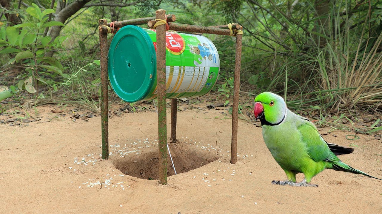 Easy Underground Parrot Trap - Making​ Bird Trap From Dupro Cans And Woods