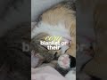 Safe Space for Cats