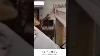 華麗にジャンプを決めようとしたが、太りすぎていた猫です　