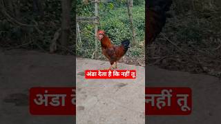 अंडा देता है कि नहीं तु#shorts #shortvideo #trending #funny #comedy