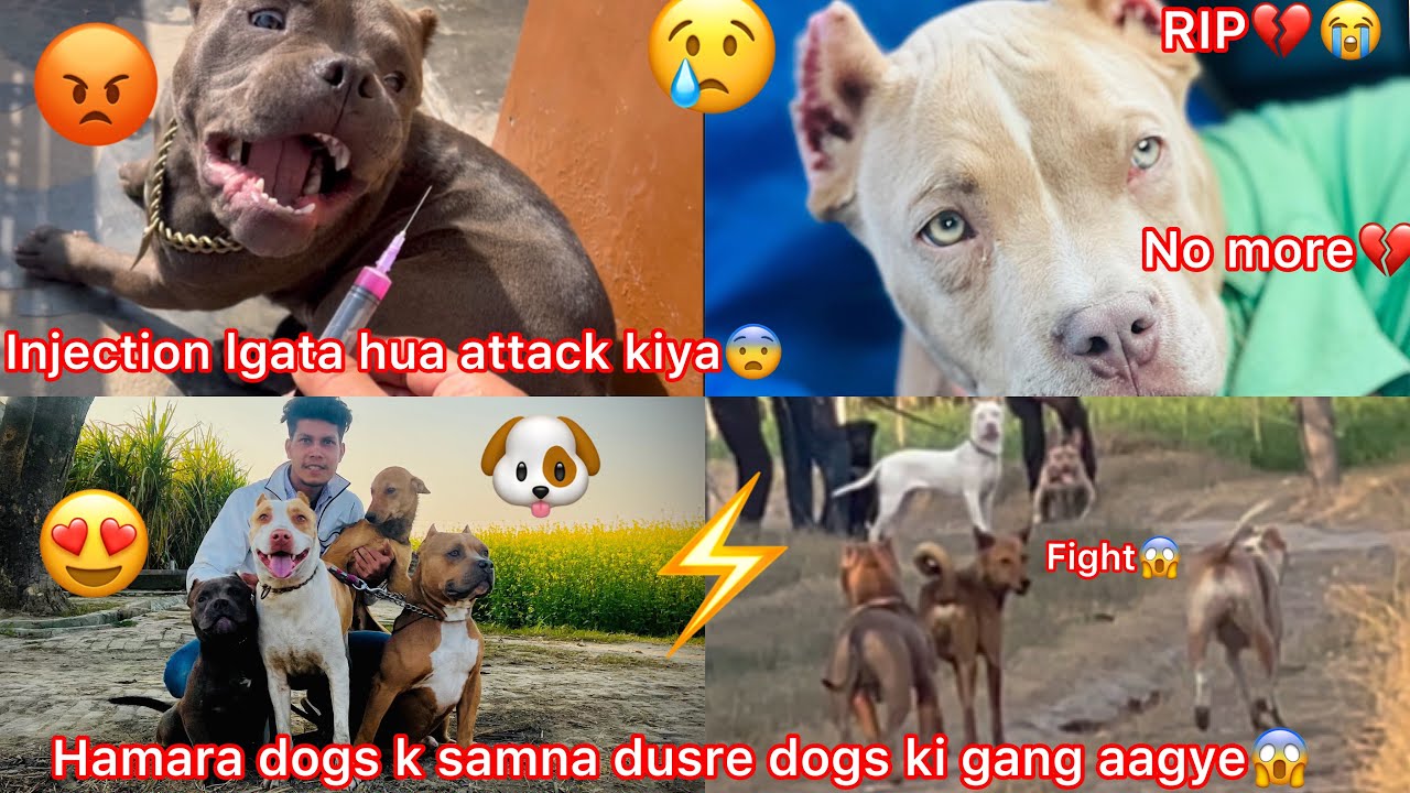Coco N Injection Lgata Hua Attack Krdea😨|| Pure Gang Ek Sath Gye But Dogs Ki Dusre Gang Aagye😱