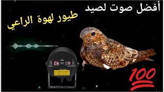 صوت طائر لهوة الراعي لصيد 2023