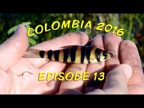 Colombia 2016 - Episode 13 - Rio Atabapo