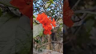 Geiger Tree...'शेंदरी भोकर... #flowers #giger#ytshorts