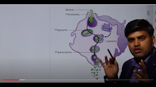 Phagocytosis and Opsonization - Immunology Kaplan USMLE Microbiology Chapter4
