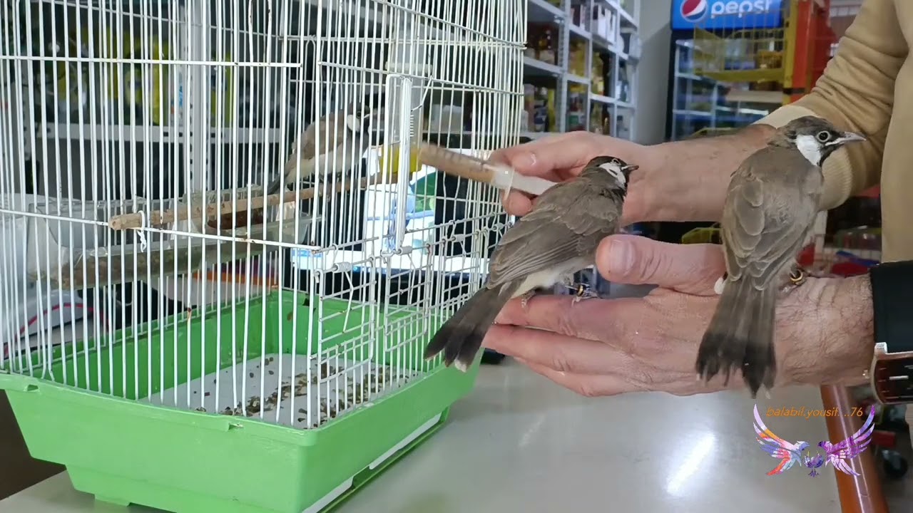 افظل عمر لفطام فراخ البلابل ابيض الخدين ونوع الطعام المقدم لهم خلال فتره الفطام 🕊️🕊️