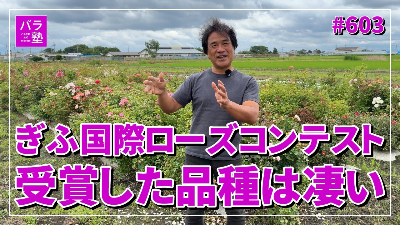 603 The Award-Winning Roses from the Gifu International Rose