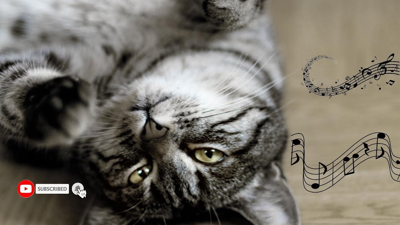 Beautiful panio Music + crickets sounds,cat favorite sounds and music