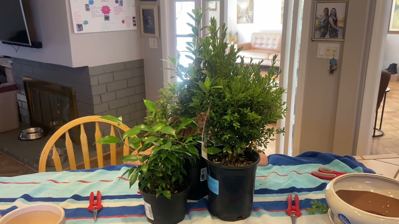 The Ultimate Bonsai Experience!!