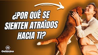 Descubre Por Qué los Perros Desconocidos Siempre Te Encuentran Interesante.