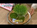 [기분 좋은 날] 비만부터 혈압·혈당 관리까지! ＜새싹보리＞ 20200824 Mp3 Song