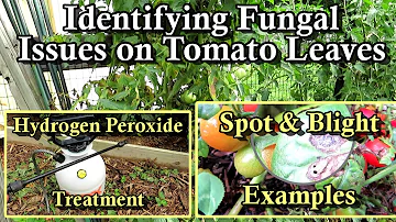 How to Identify Leaf Spot, Blights, & Fungal Issues on Tomato Leaves: Hydrogen Peroxide Treatment!