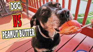 HOW LONG DOES IT TAKE FOR A DOG TO LICK ALL THE PEANUT BUTTER OFF A SPOON?