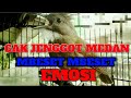 Suara Burung Cucak Jenggot Sumatra Gacor Full Emosi Mp3 - Mp4 Download