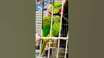 Dame to pasito 😍❤️ #shorts #parrot #viral #trending #youtubeshorts #ytshorts #mittu #parrots