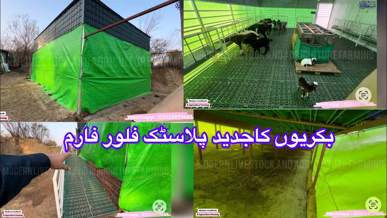Modern Goat Elevated Farm | Plastic Floor Elevated Shed in Islamabad | Plastic Pallet for Goat