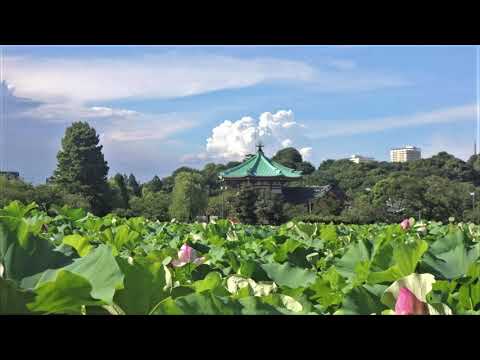 秋桜 コスモス 中森明菜 