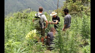 Strain Hunters RAW: Colombia  Behind the scene's with VICE  FULL LENGTH