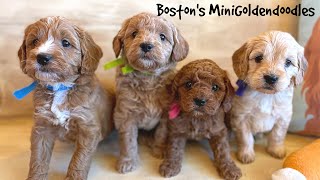 #MiniGoldendoodles #TexasDoodles Cute Mini Goldendoodles 5 1/2 wks || Boston and Paddington