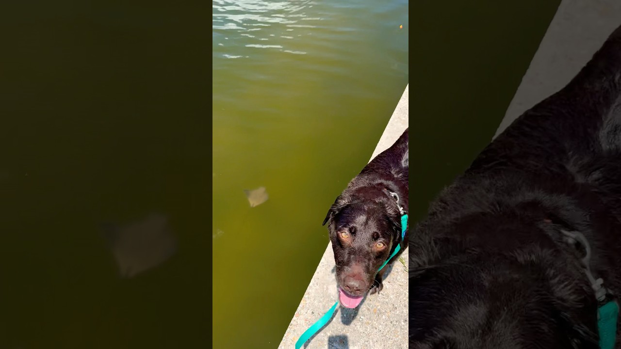 I Tried Walking a Cownose Ray Like a Dog