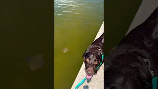 I Tried Walking A Cownose Ray Like A Dog