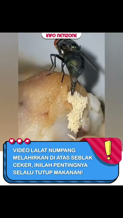 Pernah gak sih kalian ngerasain makanan ada belatungnya??