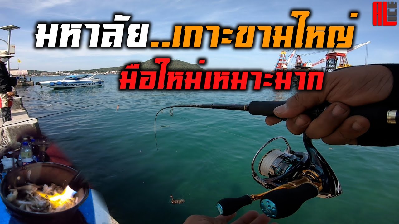 มหาลัยสายหนวด..@เกาะขามใหญ่!! เหมาะที่สุดสำหรับมือใหม่ที่อยากสัมผัสกับหมึกตัวเป็นๆ!!