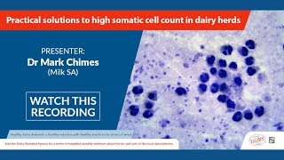 Webinar DSA - Practical solutions to high somatic cell count in dairy herds