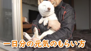 朝起きて柴犬に元気を分けてもらうと一日が穏やかに過ごせる！