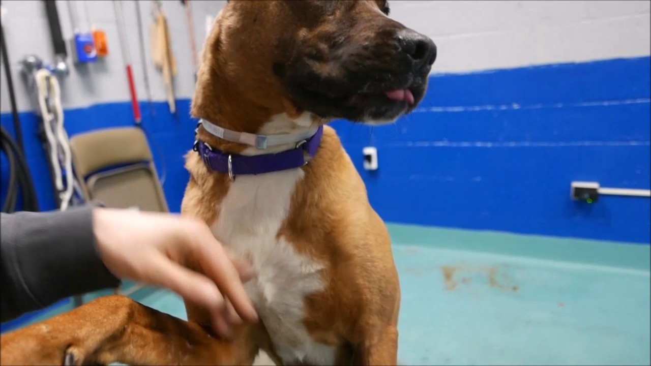 Coco - A0884019 - Brooklyn ACC camera iphone 8 plus apk