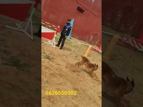 فيديو: تدريب الكلاب و التشكل