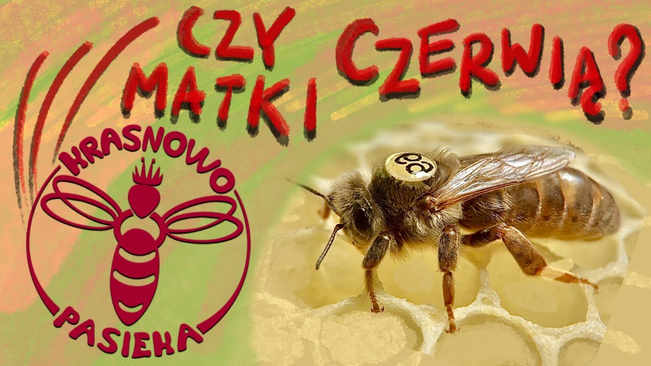 Jak układam gniazdo na zimę i czy matki pszczele czerwią?