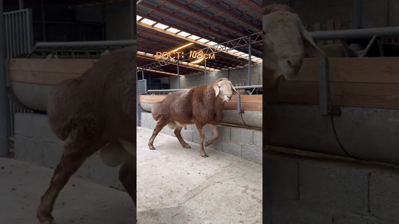 😮😲 200кг салмактагы атактуу БИТКОИН кочкор 😍🥰 Баасы канча деп ОЙЛОЙСУЗДАР? 